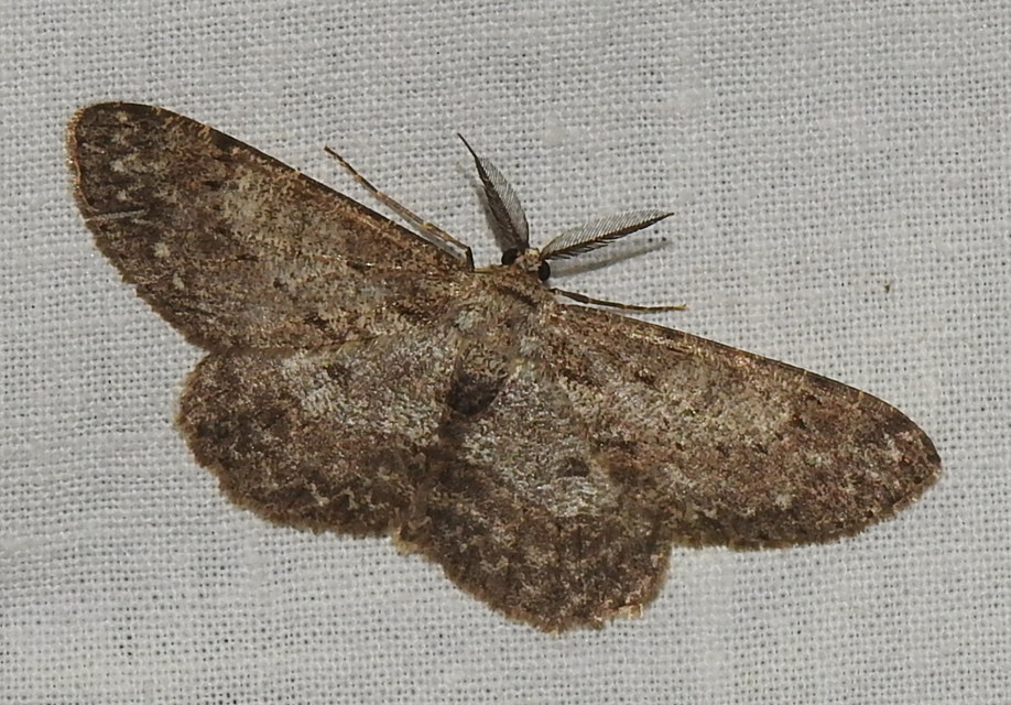 Hypomecis punctinalis - pettyes faaraszoló