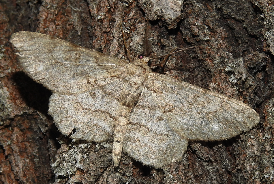 Hypomecis punctinalis - pettyes faaraszoló