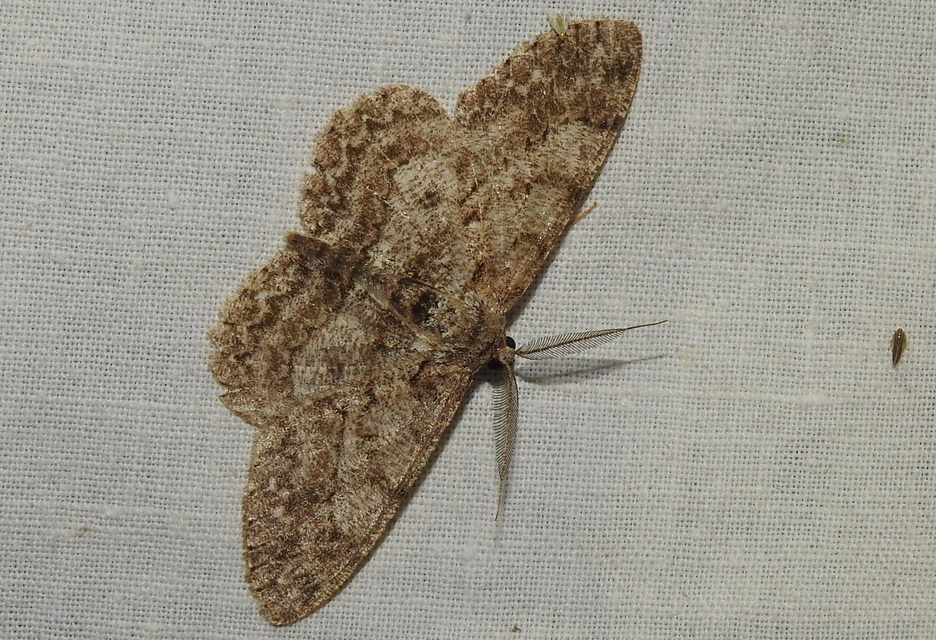 Hypomecis punctinalis - pettyes faaraszoló