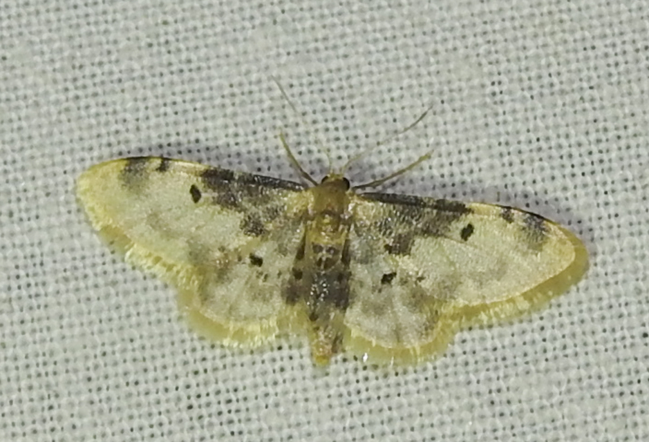 Idaea filicata - sötéttövű apróaraszoló