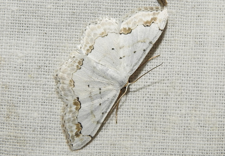 Scopula ornata - díszes fehéraraszoló