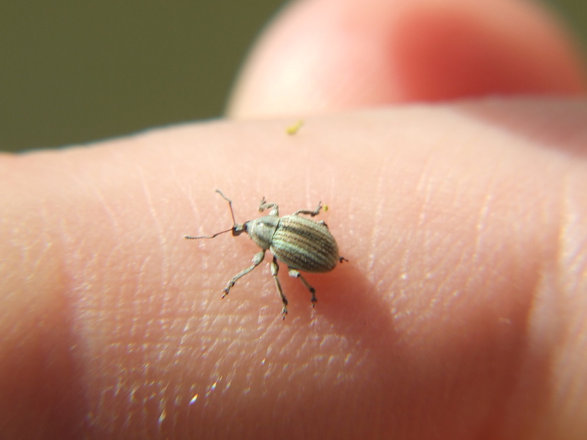 Apsis albolineata - alföldi rozsormányos