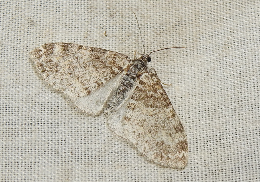 Lobophora halterata - szárnyfüggelékes araszoló