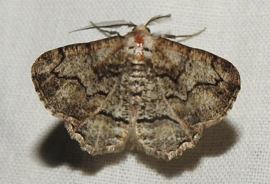 Synopsia sociaria - ürömaraszoló