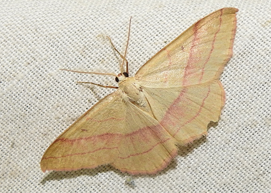 Rhodostrophia vibicaria - pirosszélű araszoló