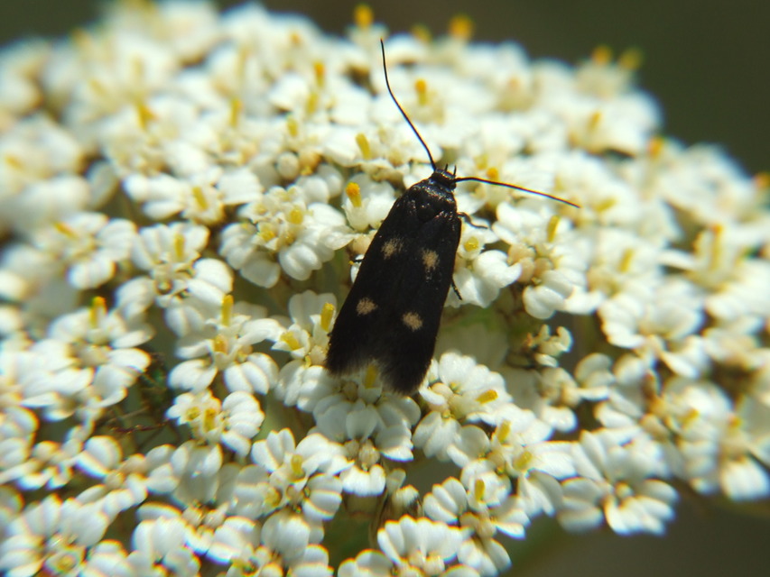 Parascythris muelleri - kétpettyes zöldmoly