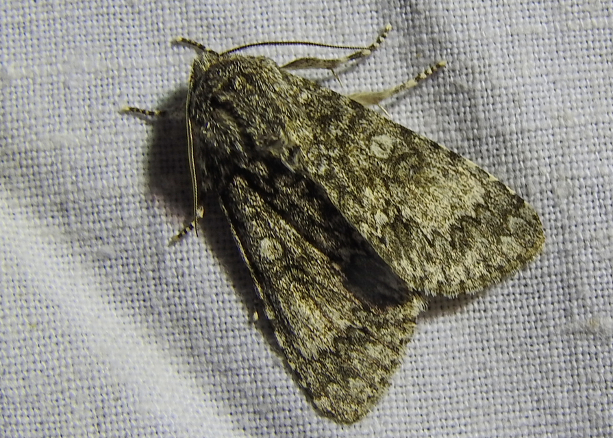 Acronicta megacephala - nagyfejű szigonyosbagoly