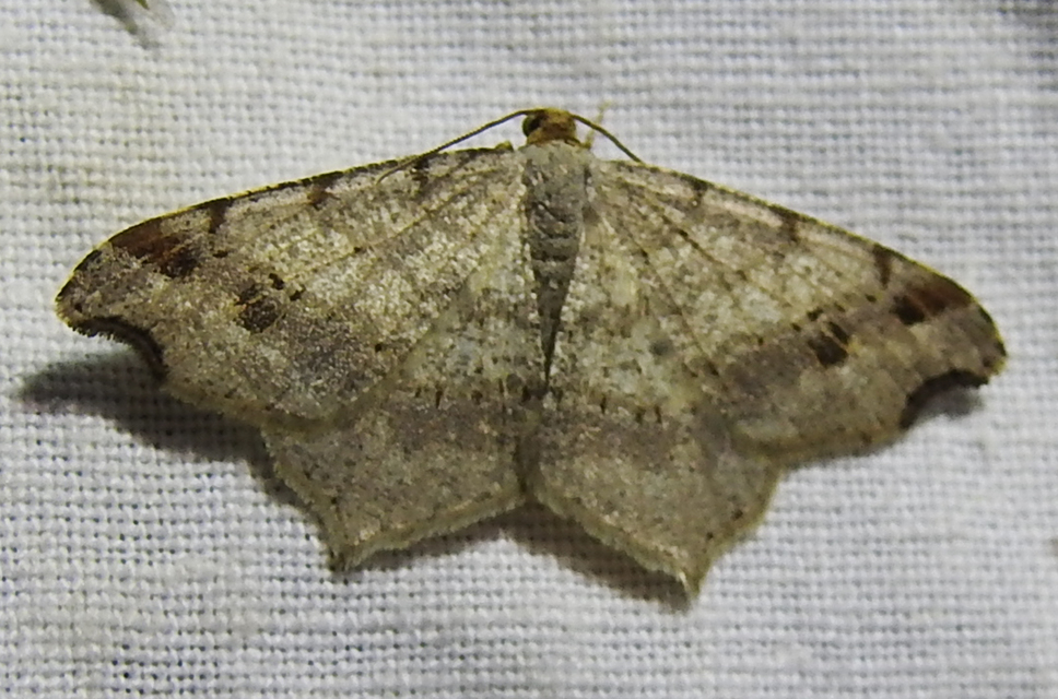 Macaria alternata - közönséges szürkearaszoló