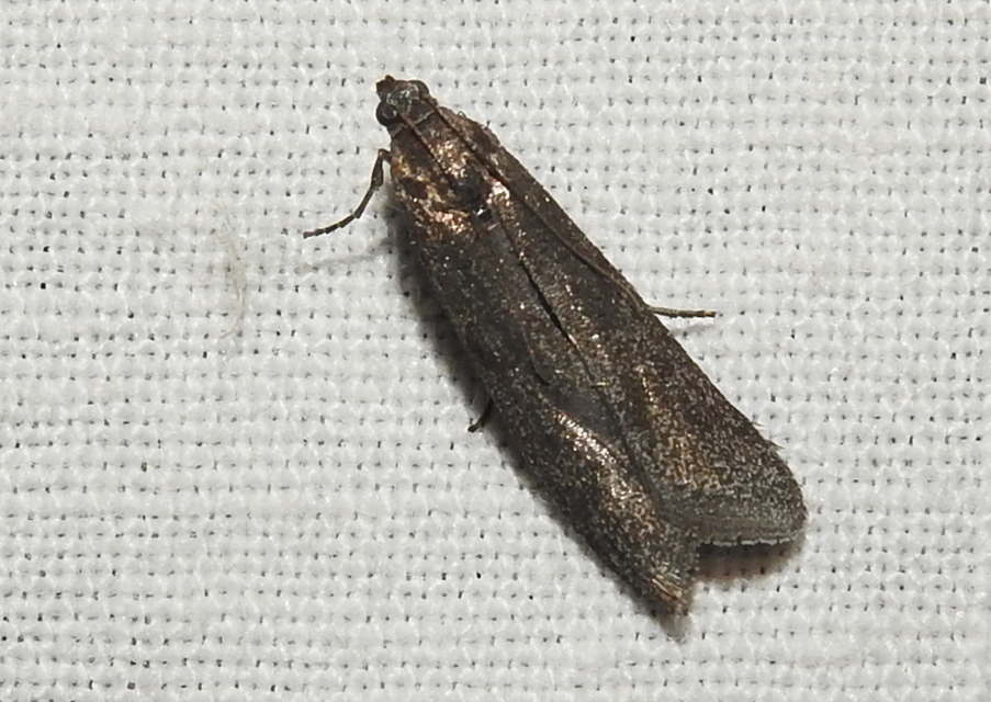 Episcythrastis tetricella - tavaszi karcsúmoly