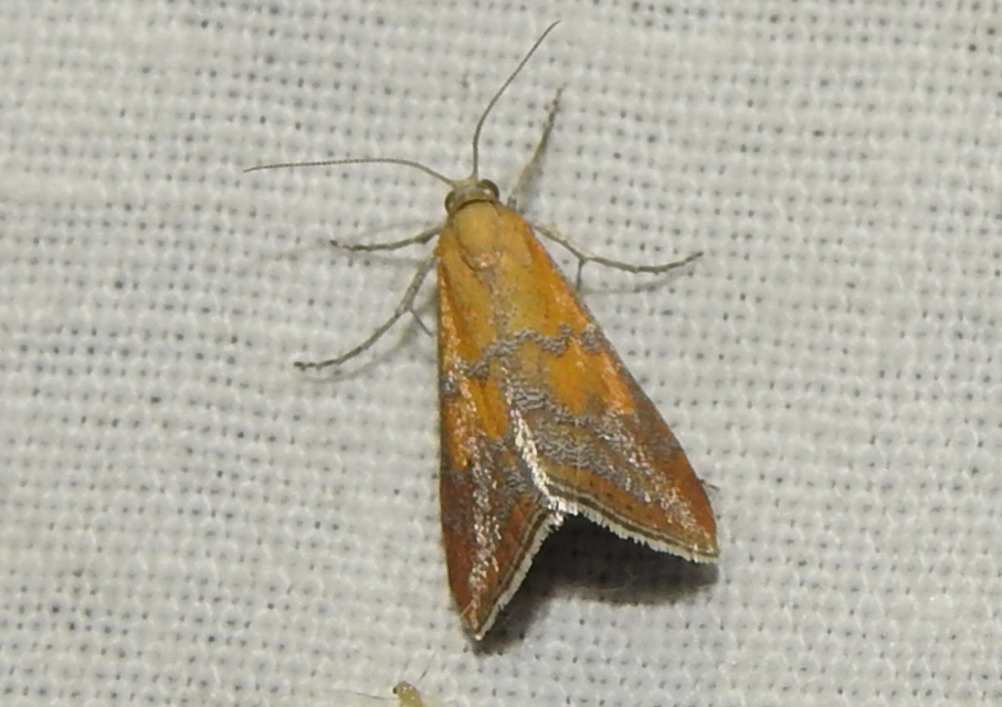 Hyperlais dulcinalis - homoki tűzmoly