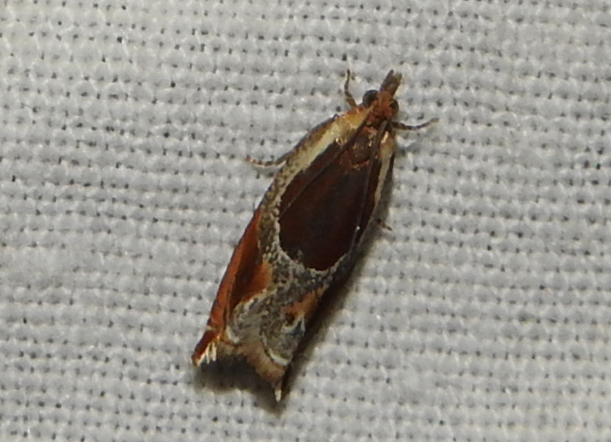 Ancylis unculana - szedersodró horgasmoly