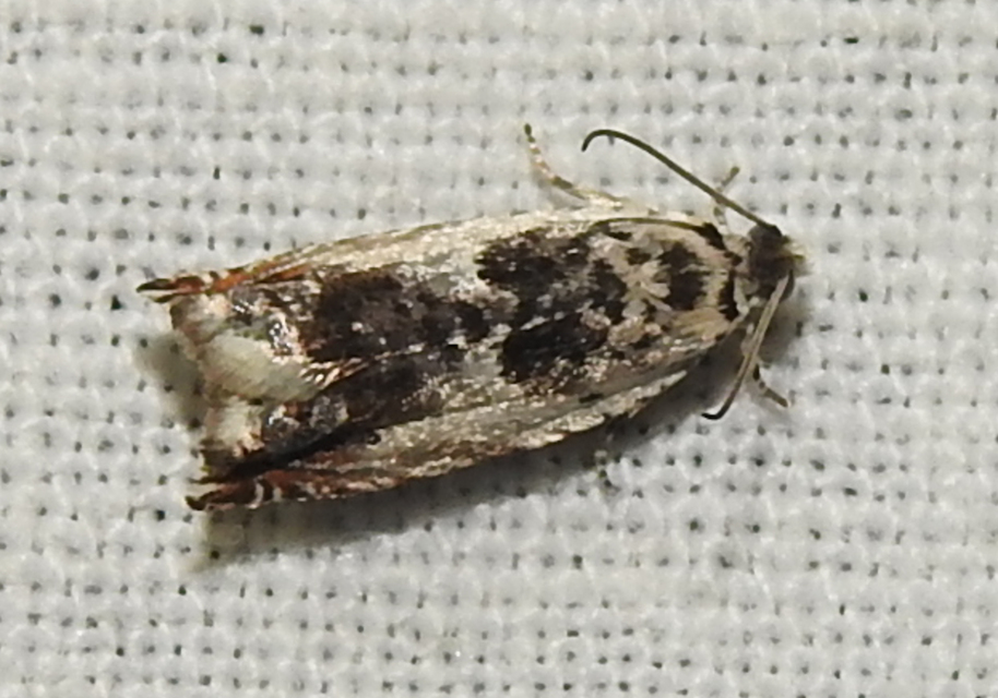 Ancylis laetana - fehér horgasmoly