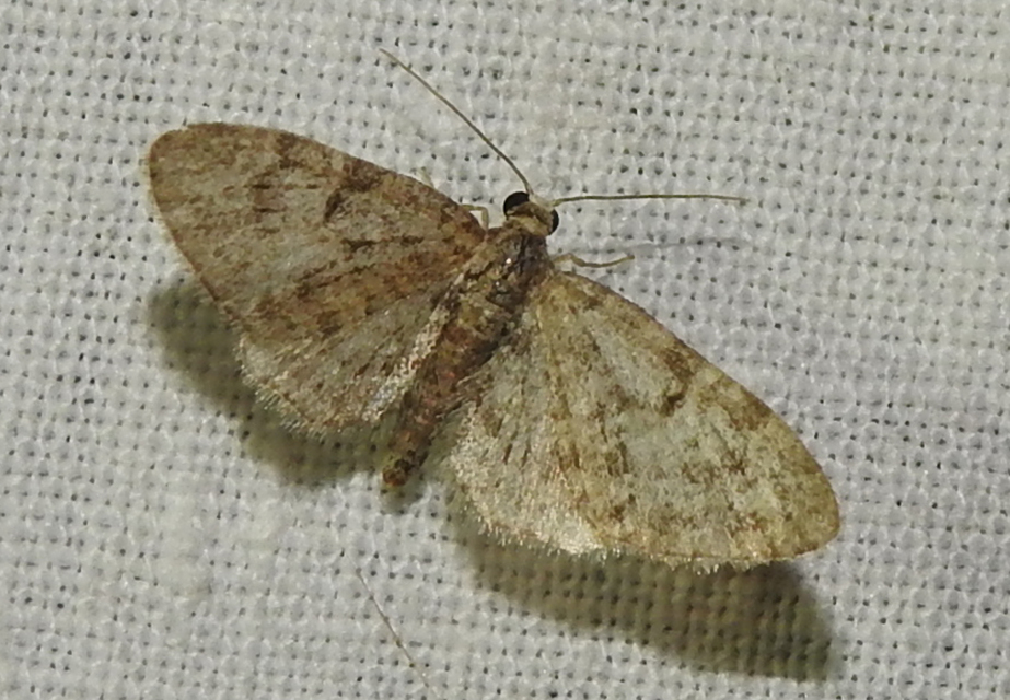 Eupithecia dodoneata - tölgy-törpearaszoló