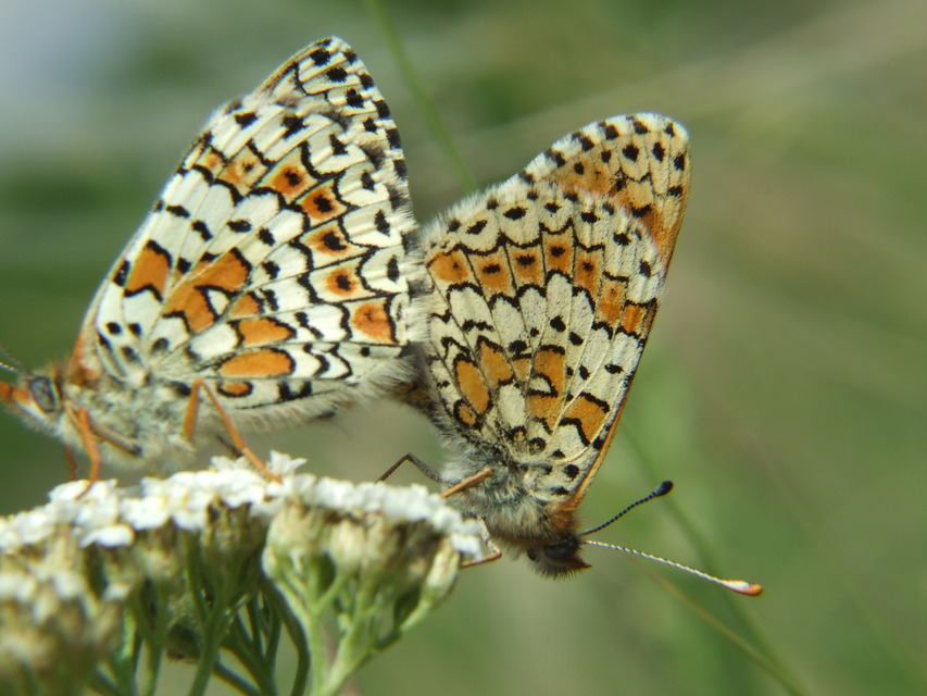 Melitaea cinxia - réti tarkalepke