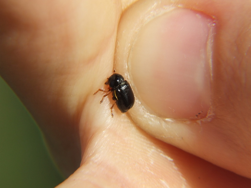Cryptocephalus bameuli/flavipes