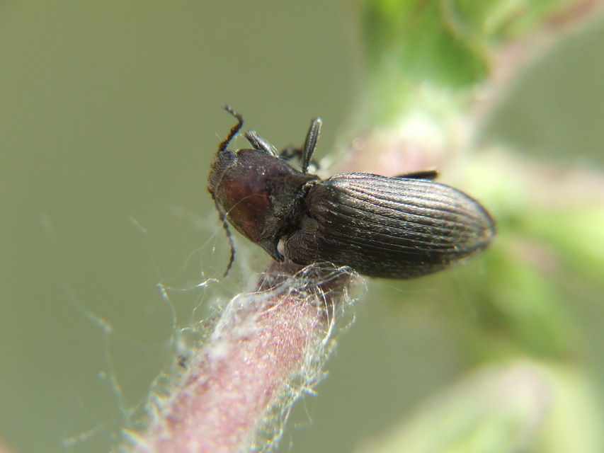 Selatosomus latus - széles pattanó