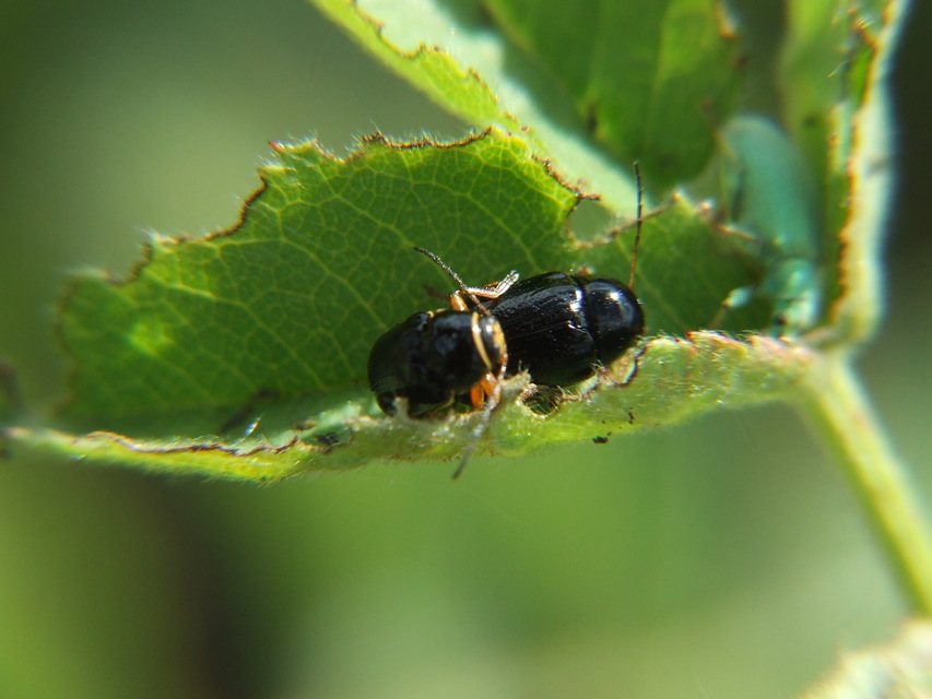 Cryptocephalus bameuli/flavipes
