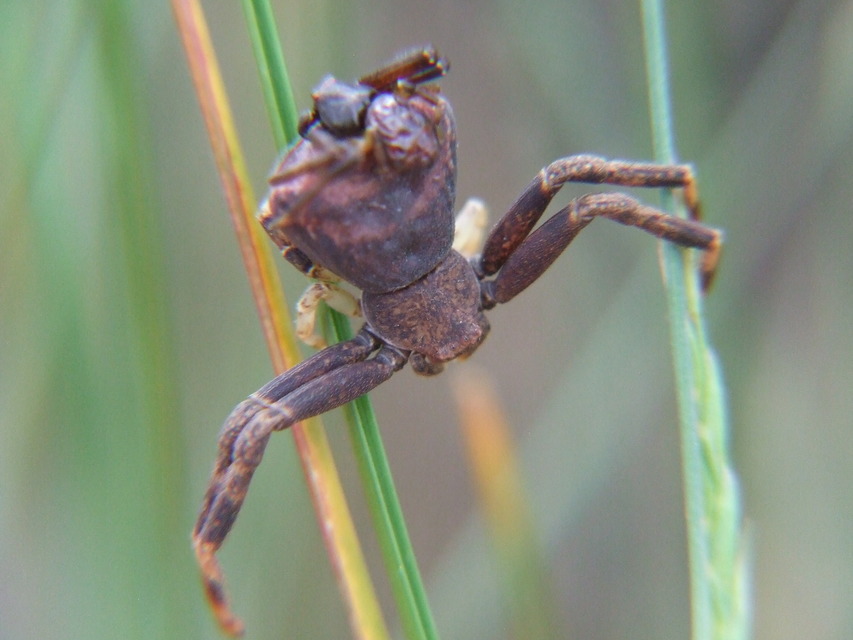 Pistius truncatus - csonka karolópók