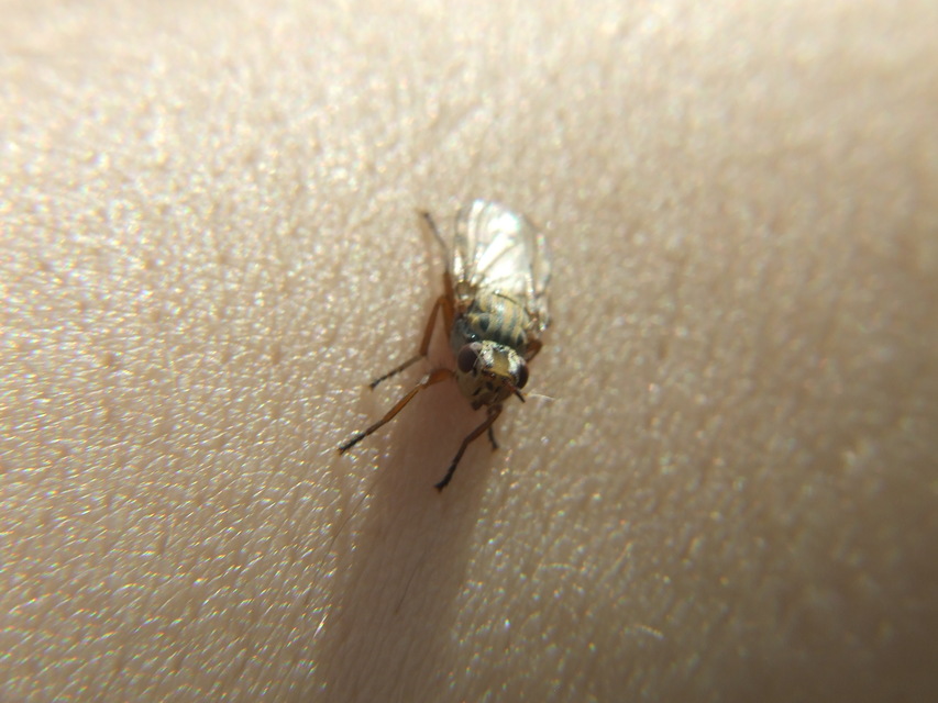 Ulidiidae - foltosszárnyú legyek
