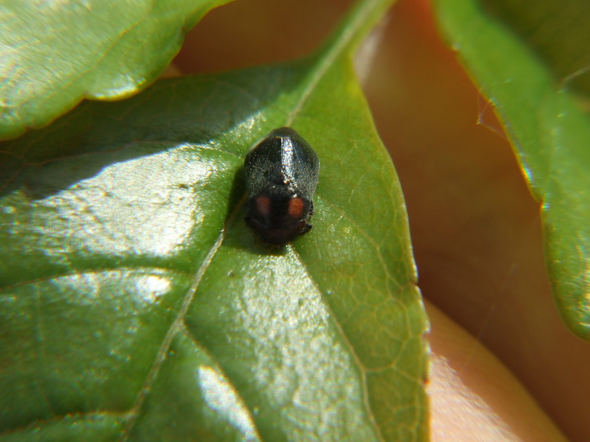Penthimia nigra - fekete kabóca Penthimia nigra - fekete kabóca