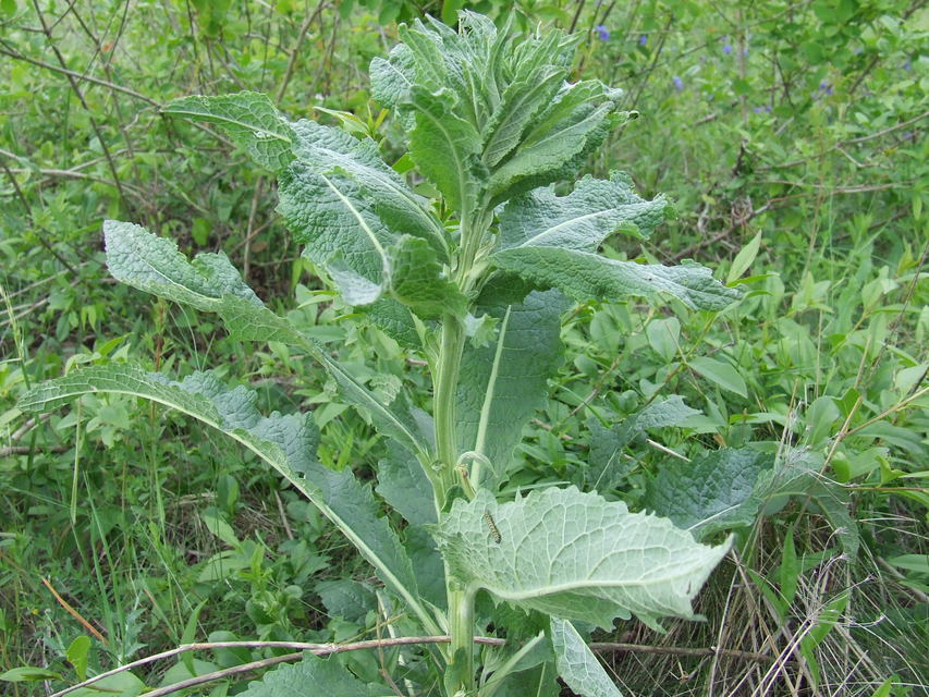 Shargacucullia gozmanyi/scrophulariae/verbasci