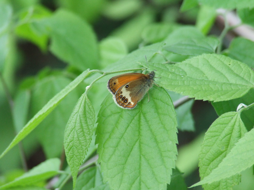 Coenonympha arcania - fehéröves szénalepke