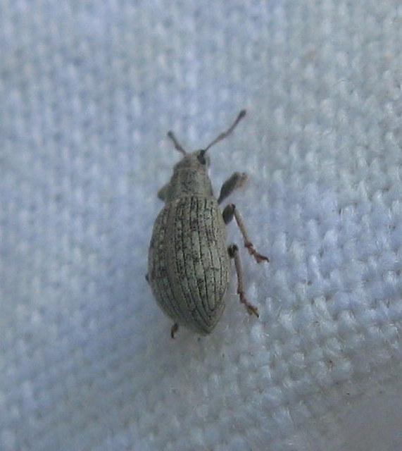 Polydrusus tibialis - gyepi lombormányos