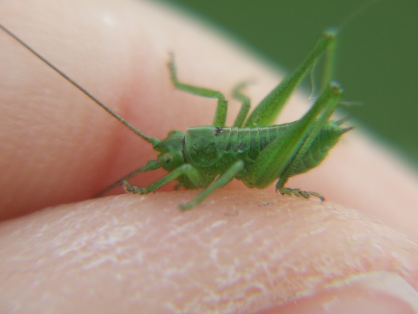 Tettigonia