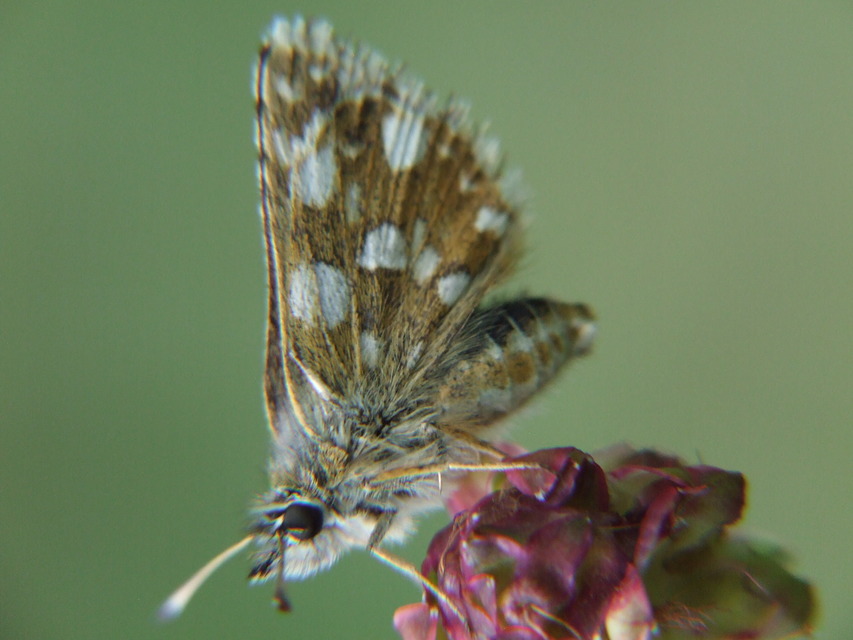 Spialia orbifer - törpe busalepke