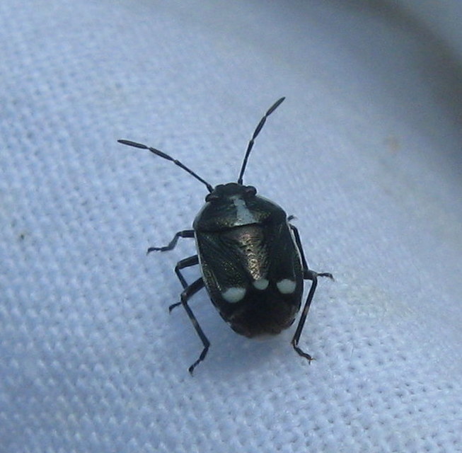 Eurydema oleracea - paréjpoloska Eurydema oleracea - paréjpoloska