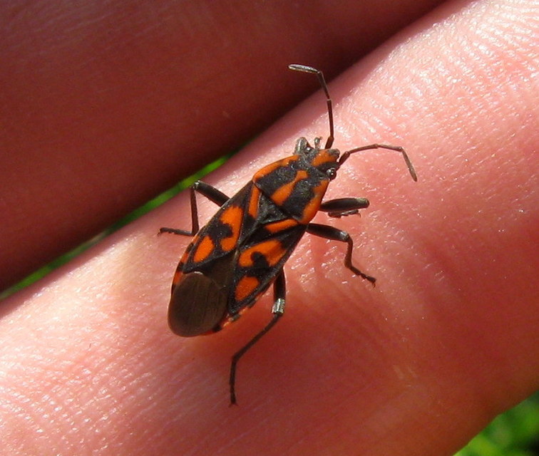 Spilostethus saxatilis - virágbodobács