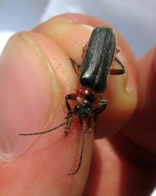 Cantharis rustica - suszterbogár