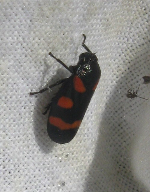 Cercopis arcuata/sanguinolenta