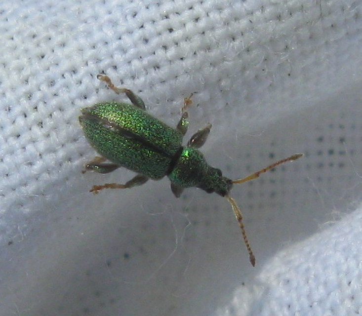 Phyllobius betulinus - változékony levélormányos