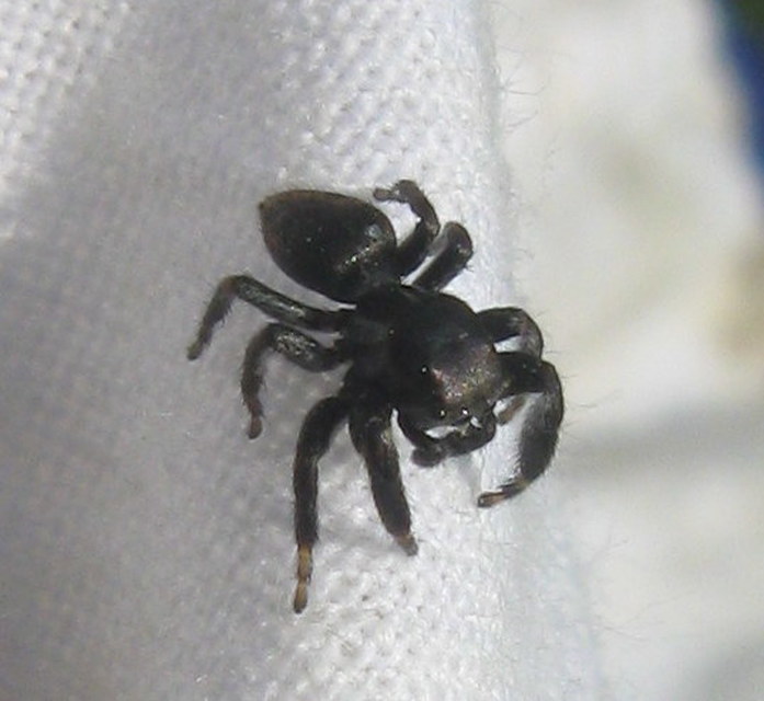 Evarcha
