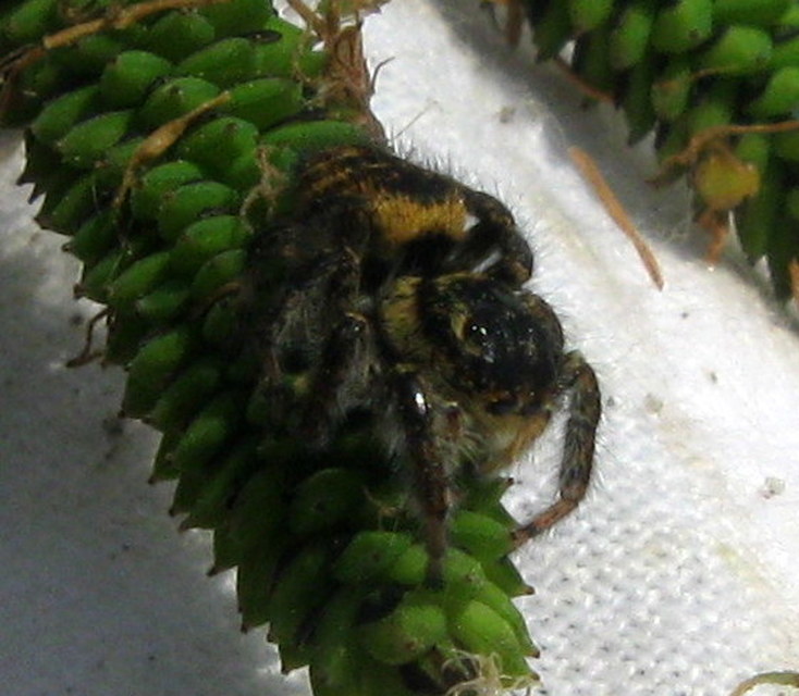 Carrhotus xanthogramma - rozsdás ugrópók