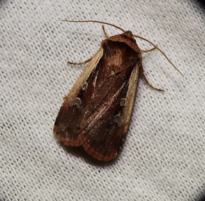 Ochropleura plecta - fehérszegélyű fűbagoly