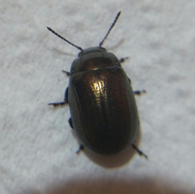 Chrysolina marginata - nyúlánk szegélyeslevelész