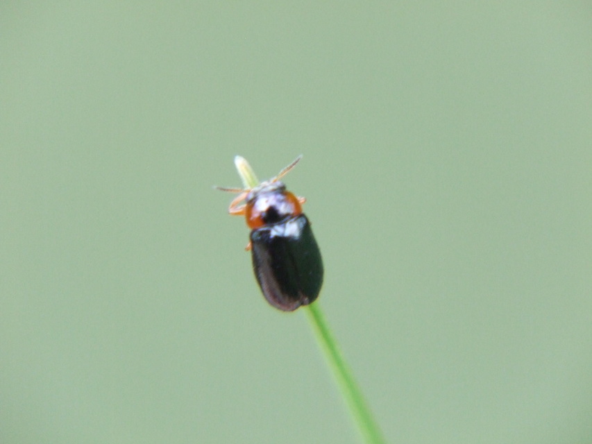 Smaragdina