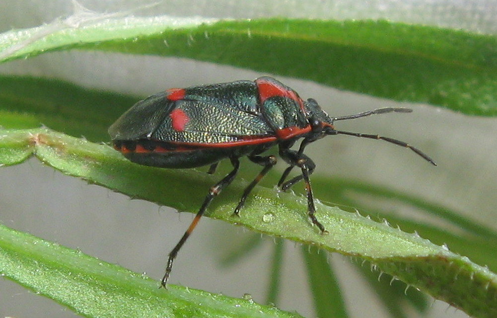 Eurydema oleracea - paréjpoloska Eurydema oleracea - paréjpoloska