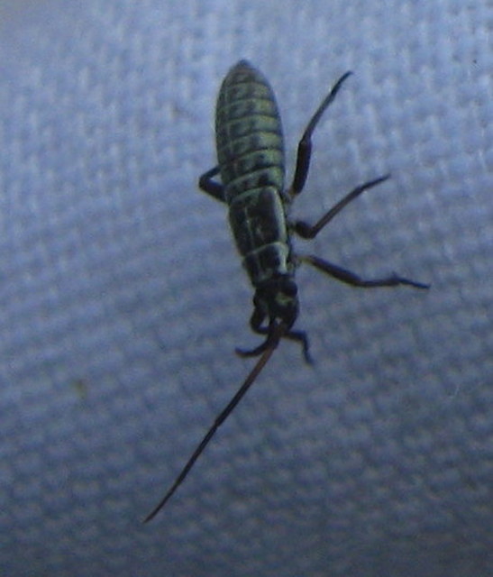 Leptopterna dolabrata - közönséges mezeipoloska