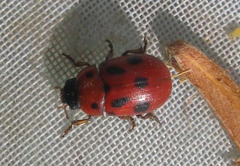 Gonioctena fornicata - közönséges lucernabogár