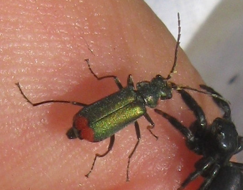 Malachius bipustulatus - kétfoltos bibircsesbogár
