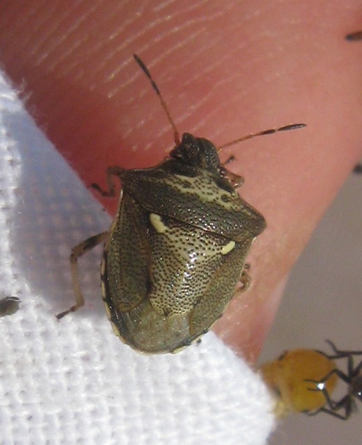 Eysarcoris aeneus - fémes feketefejű-poloska Eysarcoris aeneus - fémes feketefejű-poloska