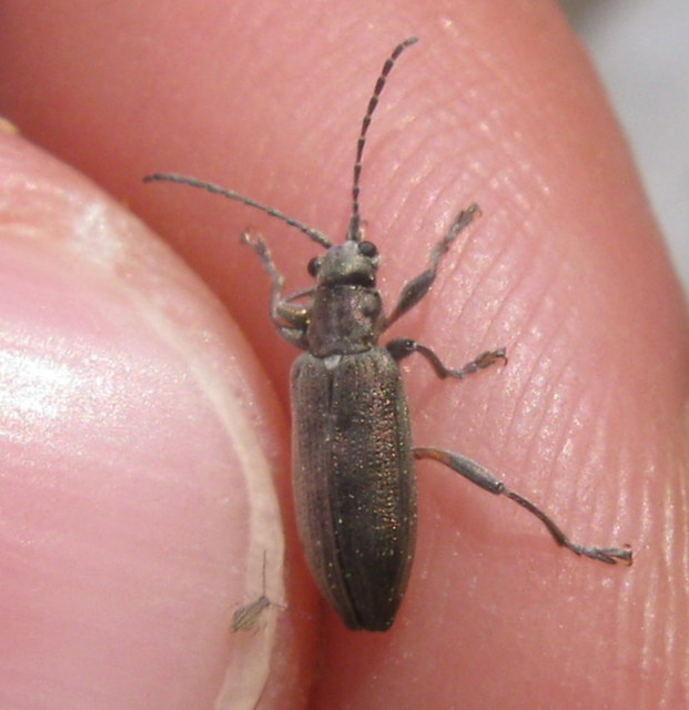 Donacia cinerea