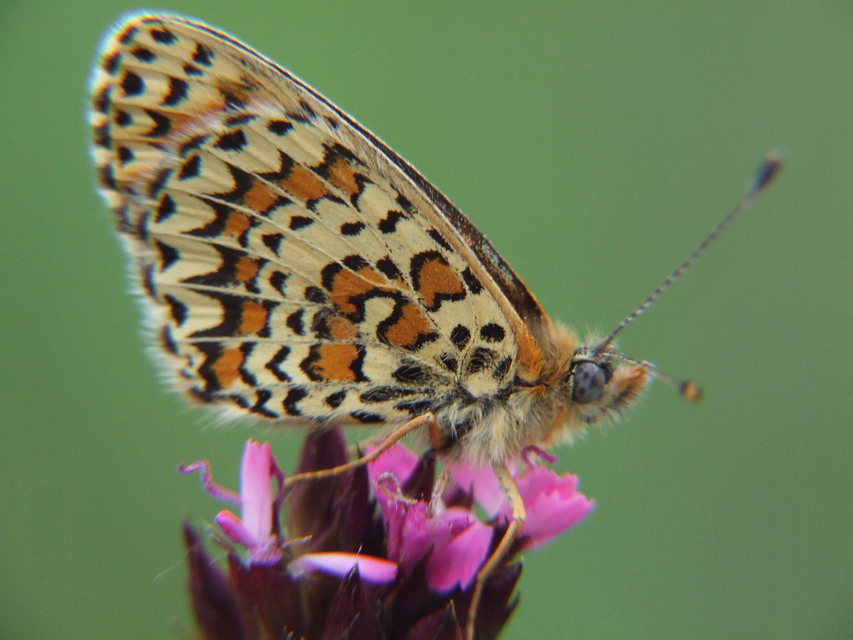 Melitaea trivia - kis tarkalepke