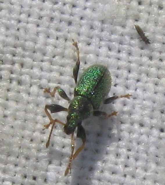 Phyllobius betulinus - változékony levélormányos