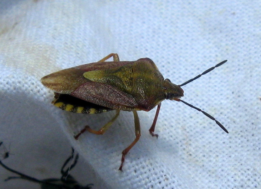 Carpocoris Carpocoris
