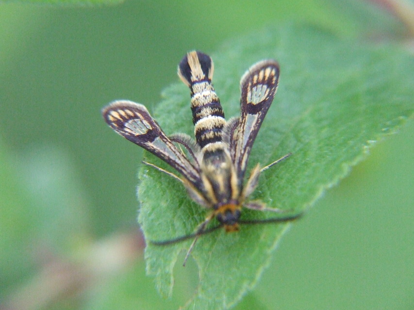 Sesiidae - szitkárfélék