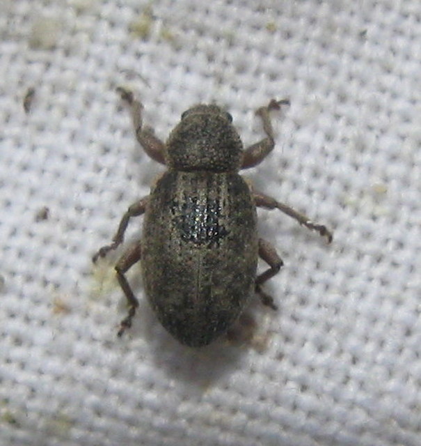 Mesagroicus obscurus - dülledtszemű libatopormányos